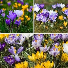 Crocus botanical mixed for sale  Delivered anywhere in UK