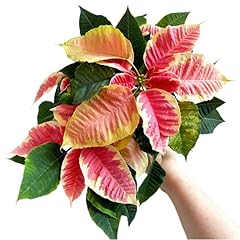 Multi varieties poinsettia for sale  Delivered anywhere in USA 
