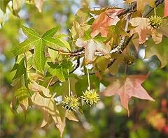 Rare plant tree for sale  Delivered anywhere in USA 