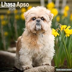 Lhasa apso 2026 for sale  Delivered anywhere in UK