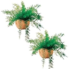 Mysterious air fern for sale  Delivered anywhere in USA 