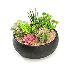Nattol succulent planter for sale  Delivered anywhere in USA 