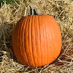 Eden brothers pumpkin for sale  Delivered anywhere in USA 
