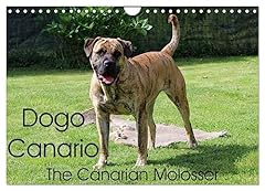Dogo canario the gebraucht kaufen  Wird an jeden Ort in Deutschland