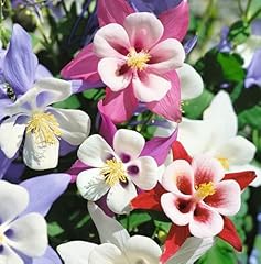 Aquilegia mckana giant for sale  Delivered anywhere in UK