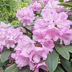 Rhododendron rosebay live for sale  Delivered anywhere in USA 