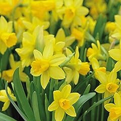 100 daffodil tete for sale  Delivered anywhere in UK