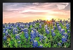 Texas bluebonnets sunset for sale  Delivered anywhere in USA 