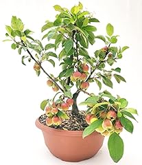 Powers flowers bonsai usato  Spedito ovunque in Italia 