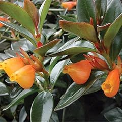 9eztropical goldfish plant for sale  Delivered anywhere in USA 