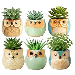 Toemics ceramic succulent for sale  Delivered anywhere in UK