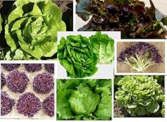 Mixed lettuce plug for sale  Delivered anywhere in UK