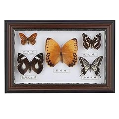 Véritable papillon encadré d'occasion  Livré partout en France