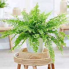 Boston fern plant for sale  Delivered anywhere in UK