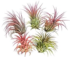 Large air plants for sale  Delivered anywhere in USA 
