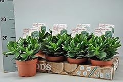 Magical money tree for sale  Delivered anywhere in UK