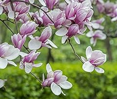 Saucer magnolia shrub for sale  Delivered anywhere in USA 
