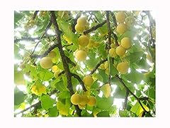 Outdoor garden plant for sale  Delivered anywhere in UK