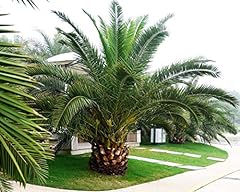 Ananas palm graines d'occasion  Livré partout en France