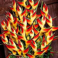 Haloppe heliconia fiori usato  Spedito ovunque in Italia 