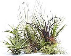 Different tillandsias air for sale  Delivered anywhere in UK