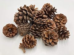Pine cones pack for sale  Delivered anywhere in UK