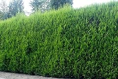 Green leylandii cupressocypari for sale  Delivered anywhere in UK