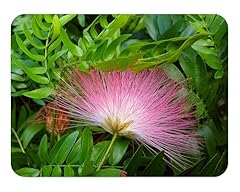 Surinam pink powder for sale  Delivered anywhere in USA 