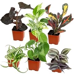 Easy grow houseplants for sale  Delivered anywhere in USA 
