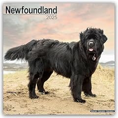Newfoundland 2025 square for sale  Delivered anywhere in UK
