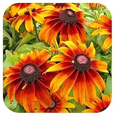 Rudbeckia autumn colours for sale  Delivered anywhere in UK