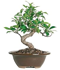 Flowers beginner ficus for sale  Delivered anywhere in USA 