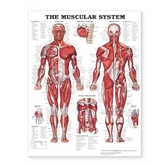 The Muscular System Giant Chart for sale  Delivered anywhere in Canada