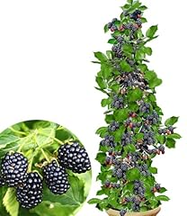 Baldur garten säulen gebraucht kaufen  Wird an jeden Ort in Deutschland