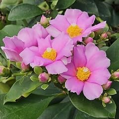 Fresh 70pcs pink for sale  Delivered anywhere in UK