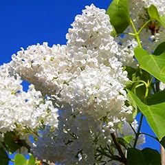 Kviter white japanese for sale  Delivered anywhere in USA 