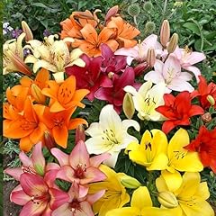 Asiatic lilies mix for sale  Delivered anywhere in USA 