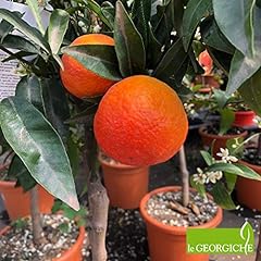 Clementino Rubino (Citrus clementina “Rubino”) [Vaso Ø20cm] usato  Spedito ovunque in Italia 
