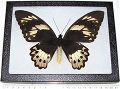 Bicbugs ornithoptera priamus for sale  Delivered anywhere in USA 