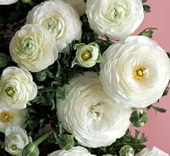 Ranunculus flower bulbs for sale  Delivered anywhere in USA 