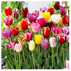 Tulpenzwiebeln tulpen zwiebeln gebraucht kaufen  Wird an jeden Ort in Deutschland