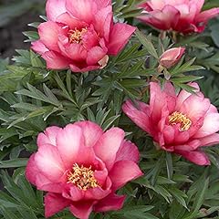 Itoh peony roots for sale  Delivered anywhere in USA 