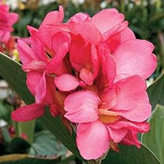 Canna lily seeds for sale  Delivered anywhere in USA 