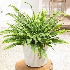Boston fern plant for sale  Delivered anywhere in USA 