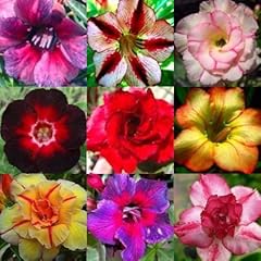 Adenium obesum mixed for sale  Delivered anywhere in UK