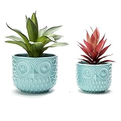 Nattol owl succulent for sale  Delivered anywhere in UK