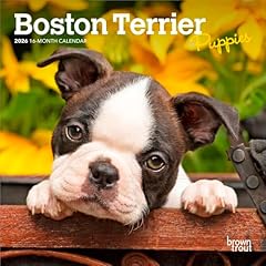 Boston terrier puppies for sale  Delivered anywhere in USA 