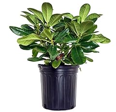 Rhododendron scintillation eve for sale  Delivered anywhere in USA 