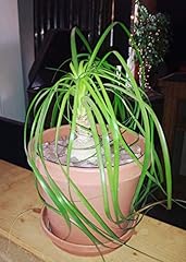 Ponytail palm plant for sale  Delivered anywhere in USA 