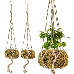 Esterno kokedama hanging for sale  Delivered anywhere in USA 